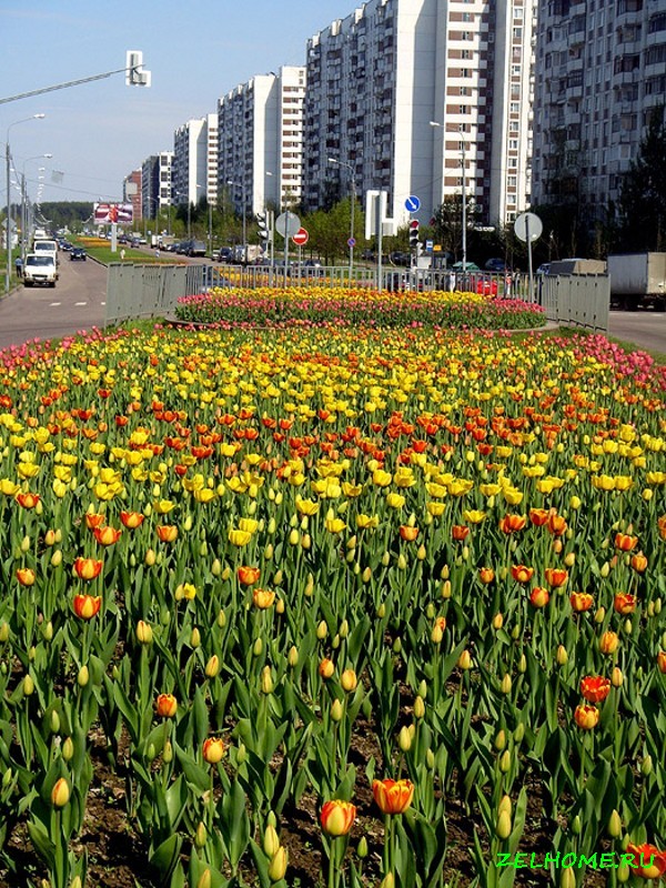 Фото Улиц Зеленограда