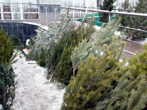 елочный базар в зеленограде
